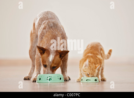 Australian Cattle dog chat domestique et de manger leurs bols d'alimentation Banque D'Images