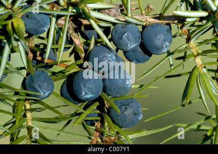 Wacholderbeeren, Juniperus communis, Juniper Berry Ostalbkreis, Bade-Wurtemberg, Allemagne Deutschland Banque D'Images