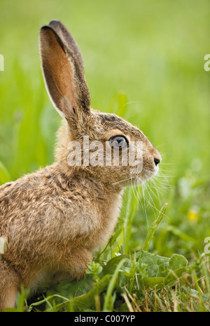 Jeune Lièvre européen on meadow - portrait Banque D'Images