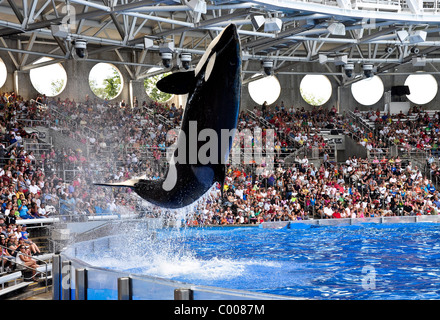 Sea World, Orlando en Floride Banque D'Images