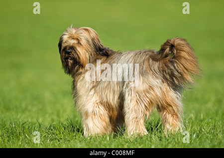 Briard - chien debout sur meadow Banque D'Images