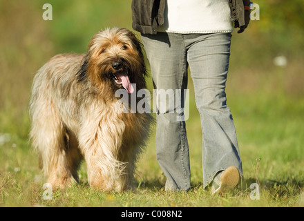 Briard chien et l'homme on meadow Banque D'Images
