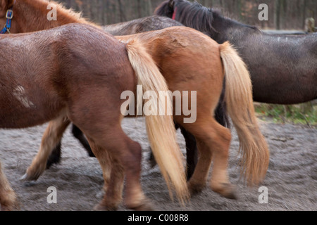 Sand Meadow Farms chevaux Islandais Banque D'Images