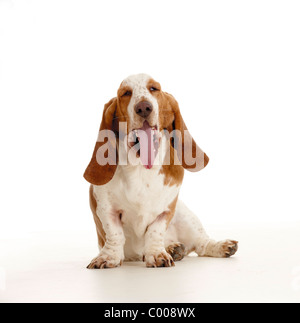 Basset Hound Dog - assis - cut out Banque D'Images