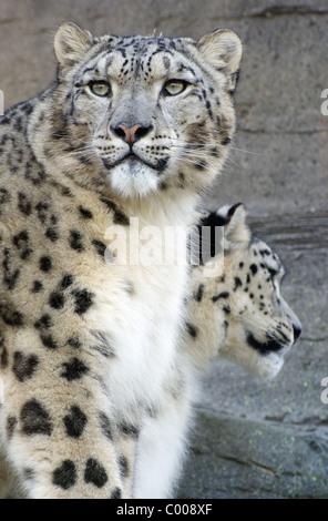 Deux léopards des neiges Banque D'Images
