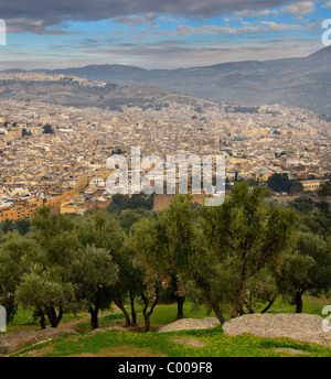 Des oliviers sur la colline du Sud à Borj Sud avec vue sur la Médina de Fes el Bali Maroc le matin brumeux Banque D'Images