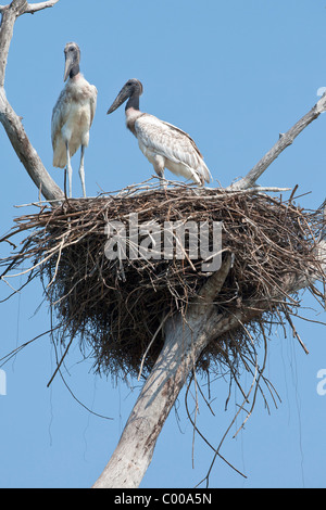 Jabiru - deux oursons dans nid / Jabiru mycteria Banque D'Images