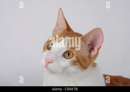 Emilycullen4, dunkelrot-Weiss, Detailaufnahme, Felis silvestris catus, la forma-cat rouge-blanc Banque D'Images