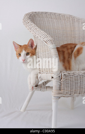 Emilycullen4, dunkelrot-Weiss, im Korbsessel, Felis silvestris catus, la forma-cat, rouge-blanc, basket fauteuil Banque D'Images