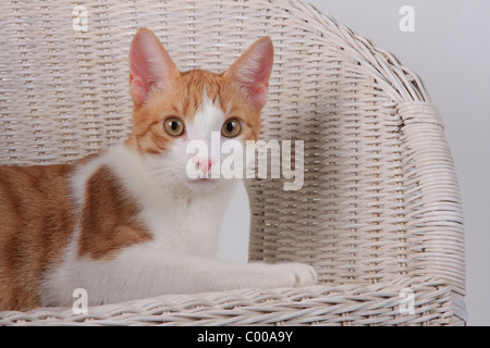 Emilycullen4, dunkelrot-Weiss, im Korbsessel, Felis silvestris catus, la forma-cat, rouge-blanc, basket fauteuil Banque D'Images