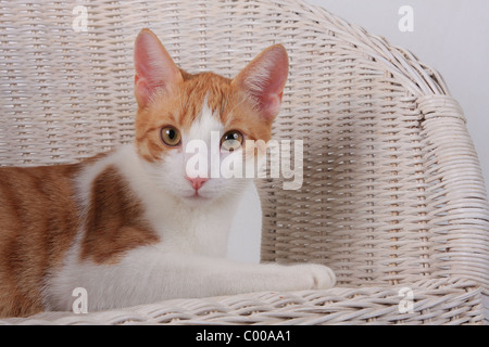 Emilycullen4, dunkelrot-Weiss, im Korbsessel, Felis silvestris catus, la forma-cat, rouge-blanc, basket fauteuil Banque D'Images