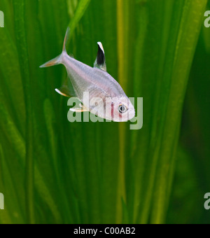 Tetra Hyphessobrycon bentosi rosaceus rose vue avant d'eau douce tropicaux d'Amérique du Sud Banque D'Images