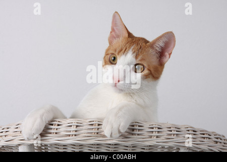 Emilycullen4, dunkelrot-Weiss, im Korbsessel, Felis silvestris catus, la forma-cat, rouge-blanc, basket fauteuil Banque D'Images