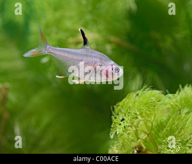 Tetra Hyphessobrycon bentosi rosaceus rose Vue de côté d'eau douce tropicaux d'Amérique du Sud Banque D'Images