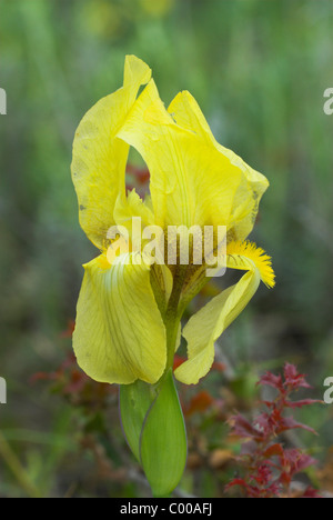 Zwergiris, Bluete, Iris pumila, iris nain, Blossom Banque D'Images