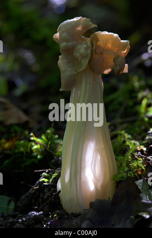 Herbstlorchel, Helvella crispa, White Saddle, Fruchtkoerper, organe de fructification Banque D'Images