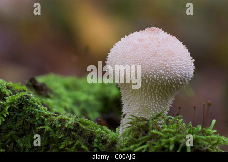 Flaschenstaeubling, Lycoperdon perlatum, vesse-de-commune Banque D'Images