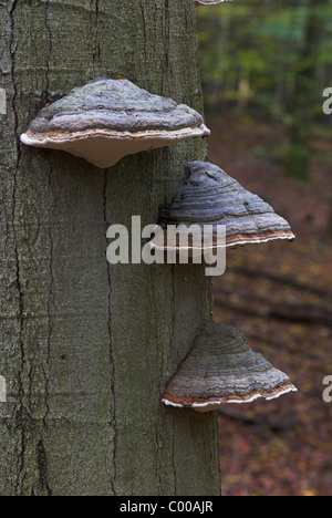 Fomes fomentarius, Zunderschwamm, sabot du cheval, champignon, Fruchtkoerper Baumstamm toter, deadwood trunk Banque D'Images