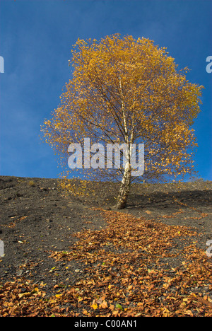 Haenge-Birke Herbstfaerbung Kohlehalde, auf der, Betula pendula, bouleau pleureur, automne couleur Banque D'Images