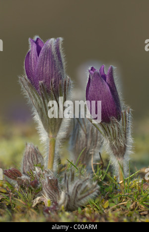 Gewoehnliche Kuechenschelle, Pulsatilla vulgaris Anémone pulsatille commune, Banque D'Images