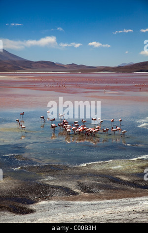 Des flamants roses sur la Laguna Colorada, la Bolivie, l'Amérique du Sud. Banque D'Images