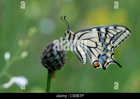 Papilio machaon, Schwalbenschwanz, machaon jaune commun Banque D'Images