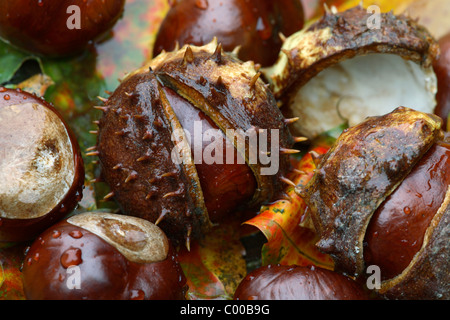 Gemeine, Rosskastanien Fruechte, Aesculus hippocastanum, marron, Fruits Banque D'Images