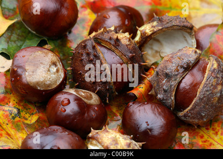 Gemeine, Rosskastanien Fruechte, Aesculus hippocastanum, marron, Fruits Banque D'Images