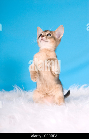 Chat abyssin - chaton debout sur hindpaws Banque D'Images