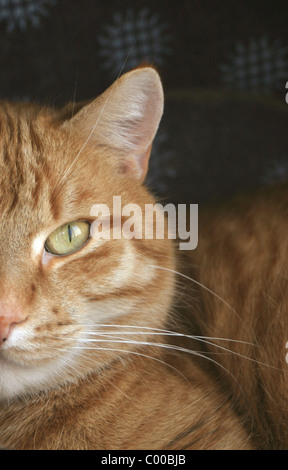 European shorthair cat - portrait Banque D'Images