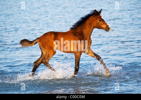 Cheval Arabe - poulain walking in meadow Banque D'Images