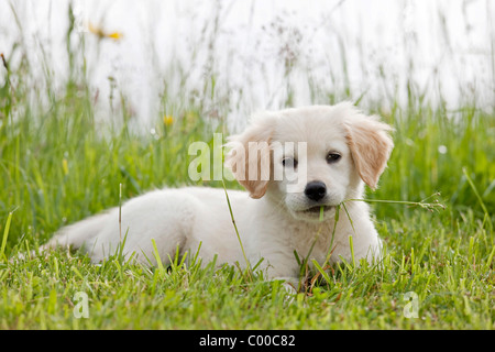 Golden Retriever dog - chiot gisant sur meadow Banque D'Images