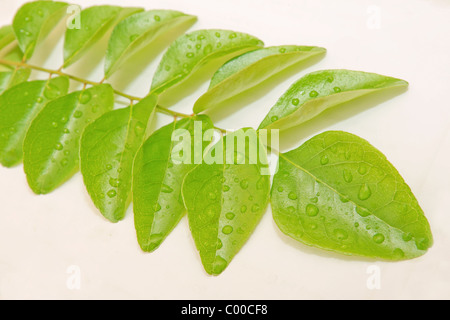 Feuilles de cari vert frais Banque D'Images