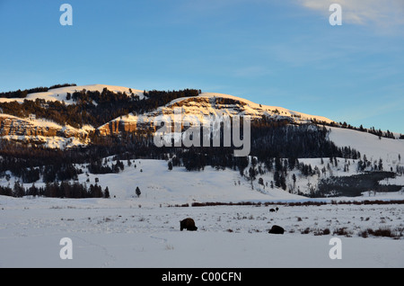 Les bisons dans la neige profonde. Lamar Valley, le Parc National de Yellowstone, Wyoming, USA. Banque D'Images