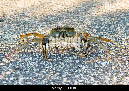 Crabe chinois / Eriocheir sinensis Banque D'Images