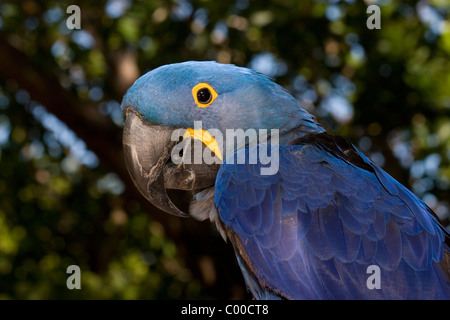 L'Ara hyacinthe (Anodorhynchus hyacinthinus), est une espèce en voie de disparition Banque D'Images