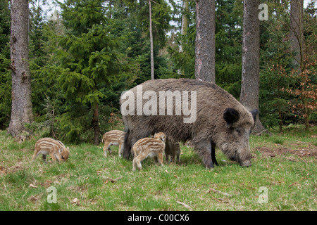 Le sanglier - femmes et les porcelets / Sus scrofa Banque D'Images