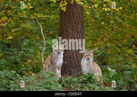 Deux lynx eurasien - assis / Lynx lynx Banque D'Images