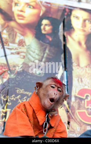 Singe macaque bonnet animal apprivoisé, habillé avec boucles d'utilisé par un mendiant dans les rues de l'Inde Banque D'Images
