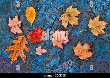 Chute de pluie couvert de feuilles d'automne dans une ardoise rock creek bed, Blue Hen Falls, Ohio Banque D'Images