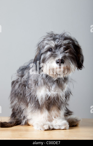 Un portrait d'un chien shaggy gris sur une lumière colorée, table en bois Banque D'Images