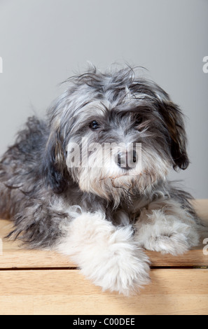 Un portrait d'un chien shaggy gris sur une lumière colorée, table en bois Banque D'Images