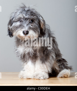 Un portrait d'un chien shaggy gris sur une lumière colorée, table en bois Banque D'Images