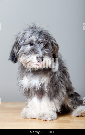 Un portrait d'un chien shaggy gris sur une lumière colorée, table en bois Banque D'Images