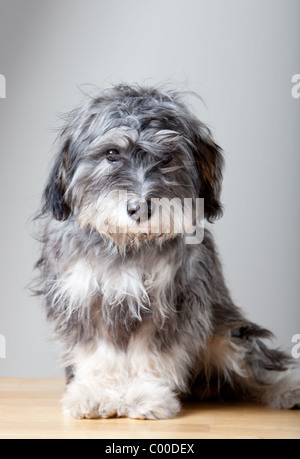 Un portrait d'un chien shaggy gris sur une lumière colorée, table en bois Banque D'Images