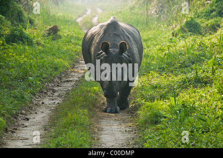 Un rhinocéros d'Asie à cornes dans le parc national de Chitwan, au Népal Banque D'Images