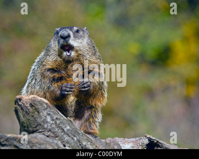 Close up of a woodchuck manger une cacahuète. La marmotte (Marmota monax), aussi connu comme une marmotte commune ou un sifflet-pig Banque D'Images