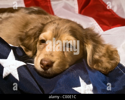 Cute dachshund puppy dormir sur un drapeau américain Banque D'Images