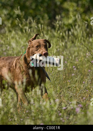 Chesapeake Bay Retriever est exécuté avec un mannequin de formation dans sa bouche les oreilles sont flottant au vent comme il court Banque D'Images