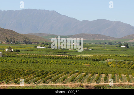 Vignes et vignobles dans la vallée de la rivière Breede près de Robertson dans le western cape Afrique du Sud Banque D'Images